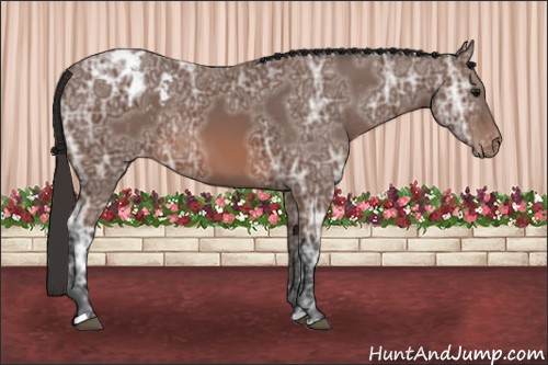 Horse Color: Bay Ice Blanket 