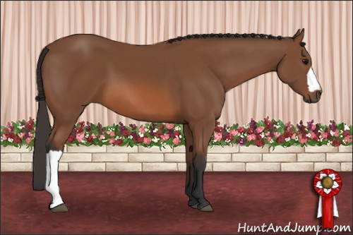 Horse Color: Bay 