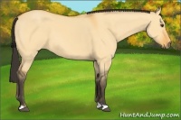 Horse Color:Buckskin Dun 