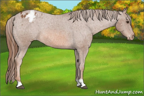 Horse Color: Chestnut Blanket Rabicano 