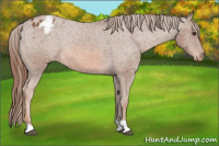 Horse Color:Chestnut Appaloosa Rabicano