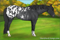 Horse Color:Black Appaloosa Rabicano 