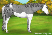 Horse Color:Black Splash Appaloosa 