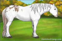 Horse Color:Bay Dun Appaloosa 