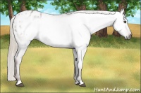 Horse Color:Gray Chestnut Appaloosa