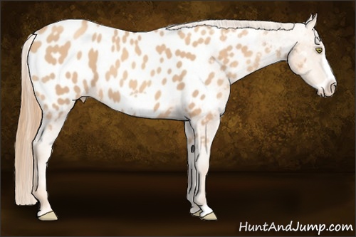 Horse Color: Gold Champagne Frame Blanket 