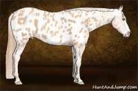 Horse Color:Gold Champagne Frame Appaloosa 