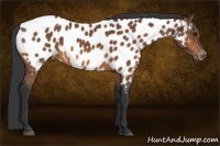 Horse Color:Bay Appaloosa