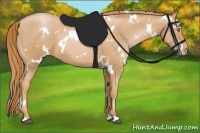 Horse Color:White Spotted Chestnut Pearl
