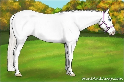 Horse Color:White Spotted Palomino Pearl Splash Appaloosa 