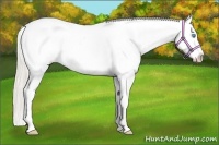Horse Color:White Spotted Palomino Pearl Splash Appaloosa 