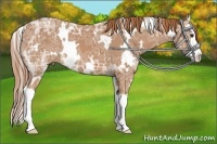 Horse Color:White Spotted Chestnut Ice Splash 