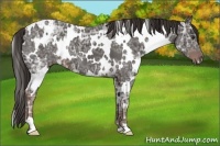 Horse Color:White Spotted Liver Chestnut Ice