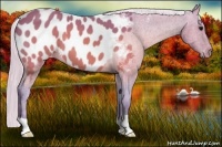 Horse Color:Watercolor Silver Brown Near Leopard 