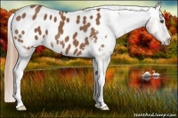 Horse Color:Chestnut Appaloosa 