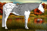 Horse Color:Black Splash Appaloosa 
