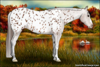 Horse Color:Bay Appaloosa 