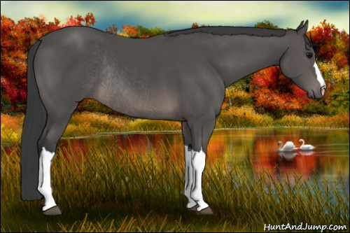 Horse Color: Black Rabicano 