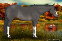 Horse Color:Black Rabicano 
