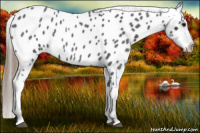 Horse Color:Smoky Blue Roan Near Leopard 