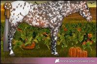 Horse Color:Bay Leopard Rabicano 