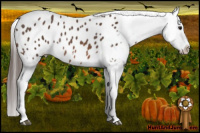 Horse Color:Bay Appaloosa Rabicano 