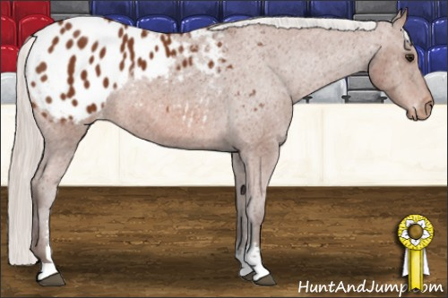 Horse Color: Silver Bay Sabino Blanket Rabicano 