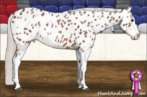 Horse Color: Silver Brown Sabino Near Leopard Rabicano 