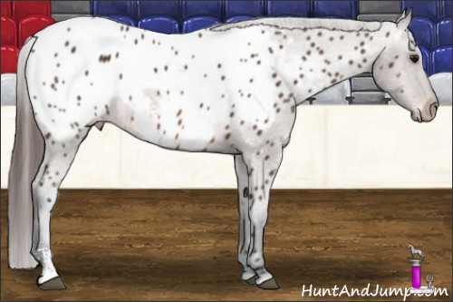 Horse Color: Bay Sabino Near Leopard Rabicano 