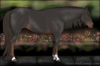 Horse Color:Liver Chestnut Sabino 