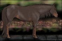 Horse Color:Liver Chestnut Sabino