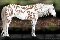 Horse Color:Chestnut Sabino Appaloosa 
