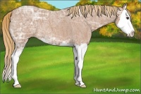 Horse Color:Red Ice Roan Sabino Splash 