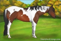 Horse Color:Bay Tobiano 