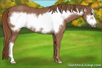 Horse Color:Chestnut Frame Rabicano