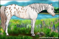Horse Color:Bay Dun Appaloosa 