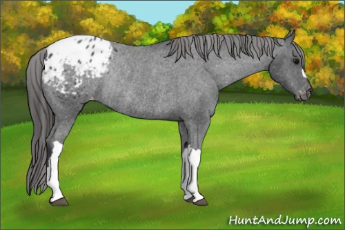 Horse Color: Black Blanket Rabicano 
