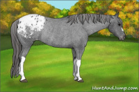 Horse Color:Black Appaloosa Rabicano 