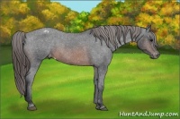 Horse Color:Brown Appaloosa