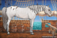 Horse Color:Bay Roan Appaloosa