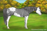 Horse Color:Black Splash Appaloosa Rabicano 