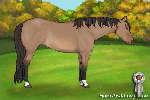 Horse Color: Bay Dun Rabicano 