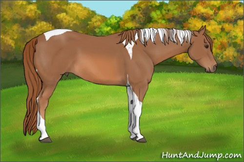 Horse Color: Chestnut Tobiano 