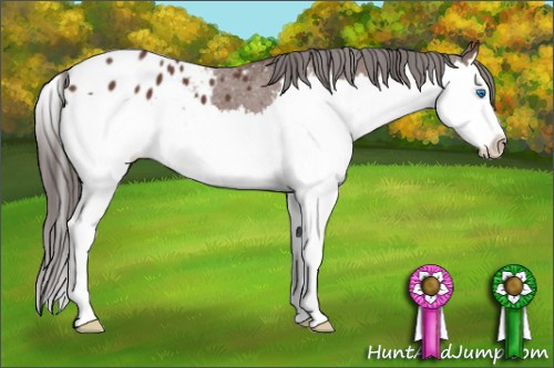 Horse Color: Bay Roan Splash Blanket 