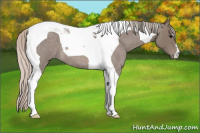 Horse Color:Silver Blue Roan Tobiano