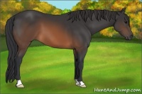 Horse Color:Brown 