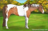 Horse Color:Buckskin Sabino Tobiano Blanket 
