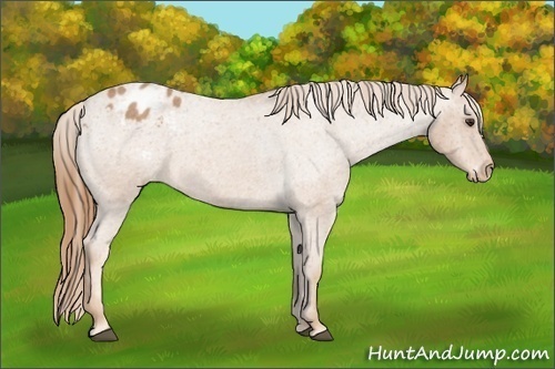 Horse Color: Red Roan Blanket 