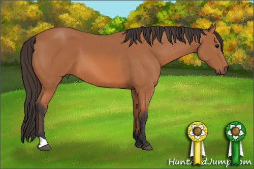 Horse Color: Unknown 