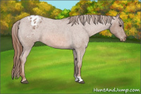 Horse Color:Red Roan Appaloosa 